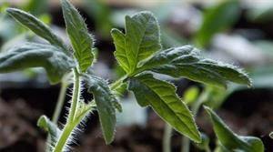 Tomato plant